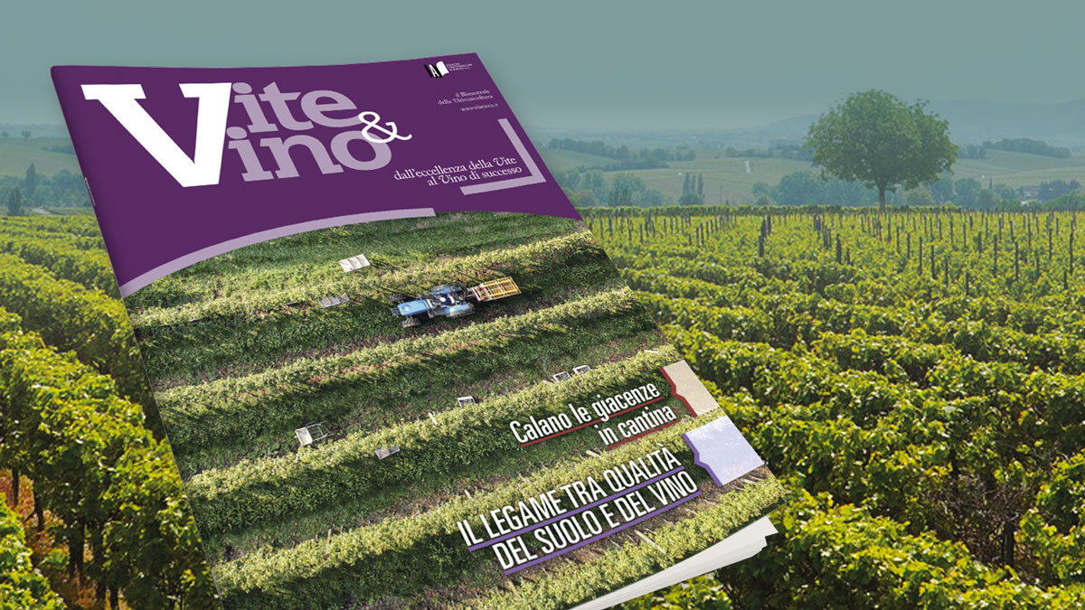 Vite & Vino