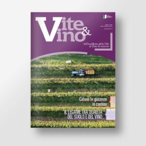 Vite & Vino | Copertina
